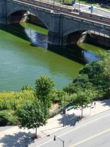 cyanobacteria on Charles River Kendall bridge August 2017