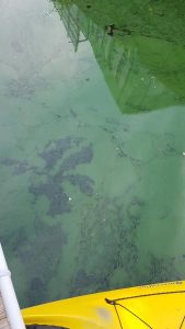 cyanobacteria on Charles River August 2017