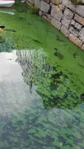 cyanobacteria on Charles River August 2017