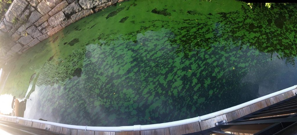 cyanobacteria on Charles River at Kendall Canal August 2017