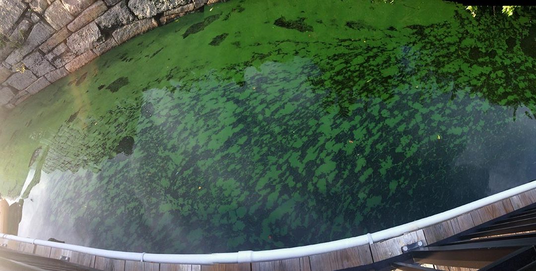 cyanobacteria on Charles River at Kendall Canal August 2017