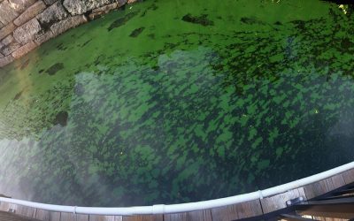 Algae Bloom on the Charles – Photos