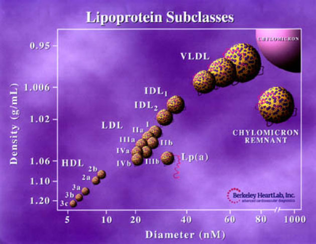 lipoprotein-berkeley-heart-labs