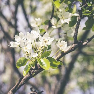 cherry blossoms