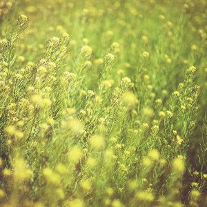 pollen ragweed