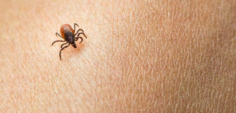deer tick on skin