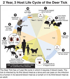 life cycle of the deer tick diagram