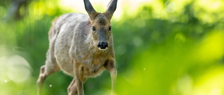 deer with lyme ticks