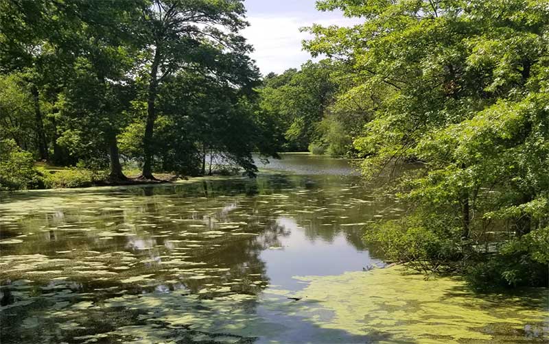 Algae on Scarborough Pond at Franklin Park on July 5, 2019