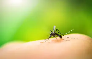 mosquito carrying eastern equine encephalitis