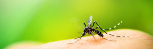 mosquito carrying eastern equine encephalitis