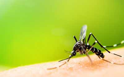 How to Reduce the Risk of Eastern Equine Encephalitis