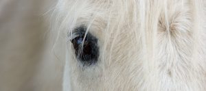 Eastern Equine Encephalitis EEE