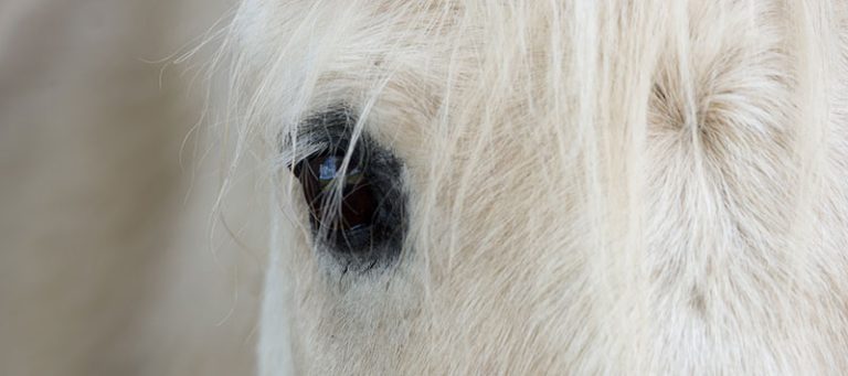 Eastern Equine Encephalitis EEE