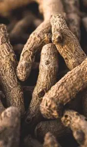 turmeric roots