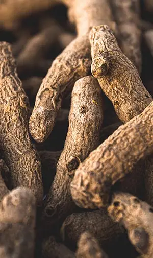 turmeric roots