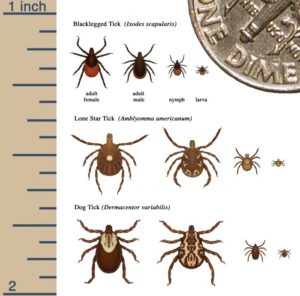 CDC chart of dangerous ticks