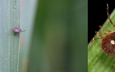 The Lone Star Tick Brings New Dangers to the Northeast