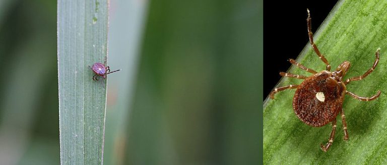 Female Lone Star Tick