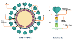 covid spike protein