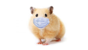 mouse with covid mask