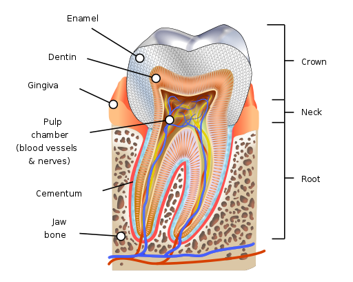 cutaway diagram of a tooth
