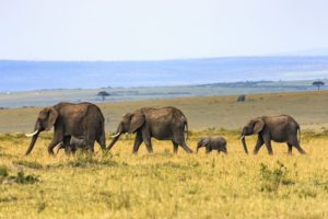 Endangered Elephants in Africa