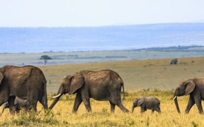 If Elephants Save you from Cancer, will you Help Save the Elephants?