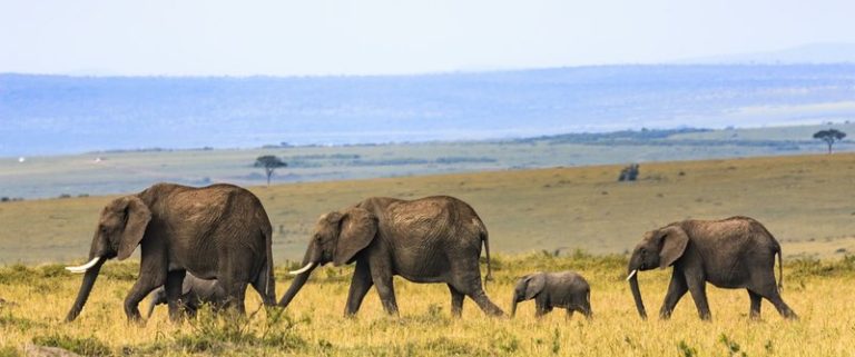 Endangered Elephants in Africa