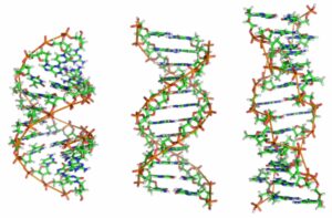 DNA in action rendering