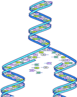 DNA strands