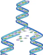 DNA strands