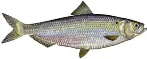 Herring: Wikicommons Public Domain US Fish and Wildlife