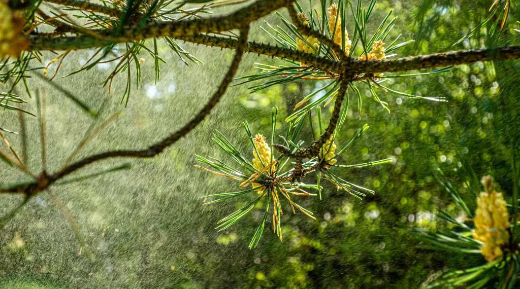 Pine tree pollen releasing into the air via wikimedia