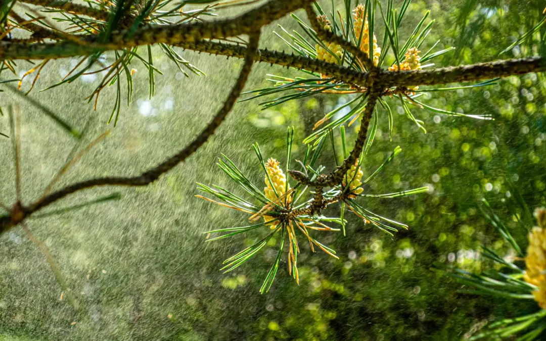 Welcome to a Horrible Allergy Season – 2025