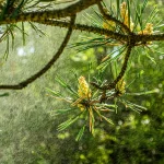 Pine tree pollen releasing into the air via wikimedia