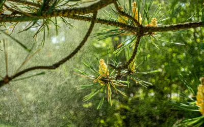 Welcome to a Horrible Allergy Season – 2025
