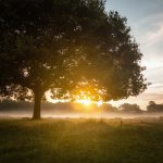 tree against golden sun