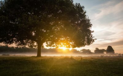 Here Comes the Sun: The Extraordinary Benefits of Sunlight