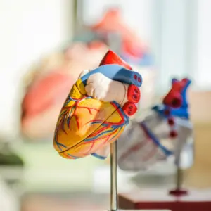 An anatomical heart model with blue and red vessels on a metal stand