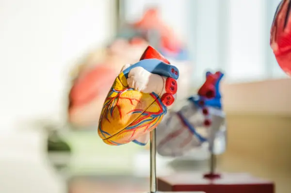 An anatomical heart model with blue and red vessels on a metal stand